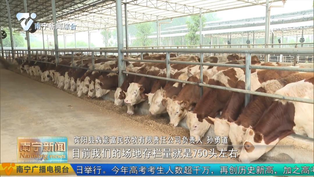 养殖牛致富新模式,养牛致富新项目视频