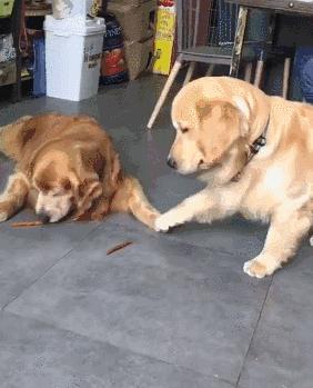 偶尔一两天不遛狗可以吗,不遛狗会导致长不大吗