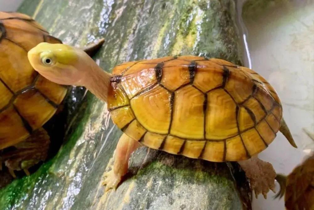 新手养龟推荐品种带价格,新手养龟最好养什么龟30块钱以内