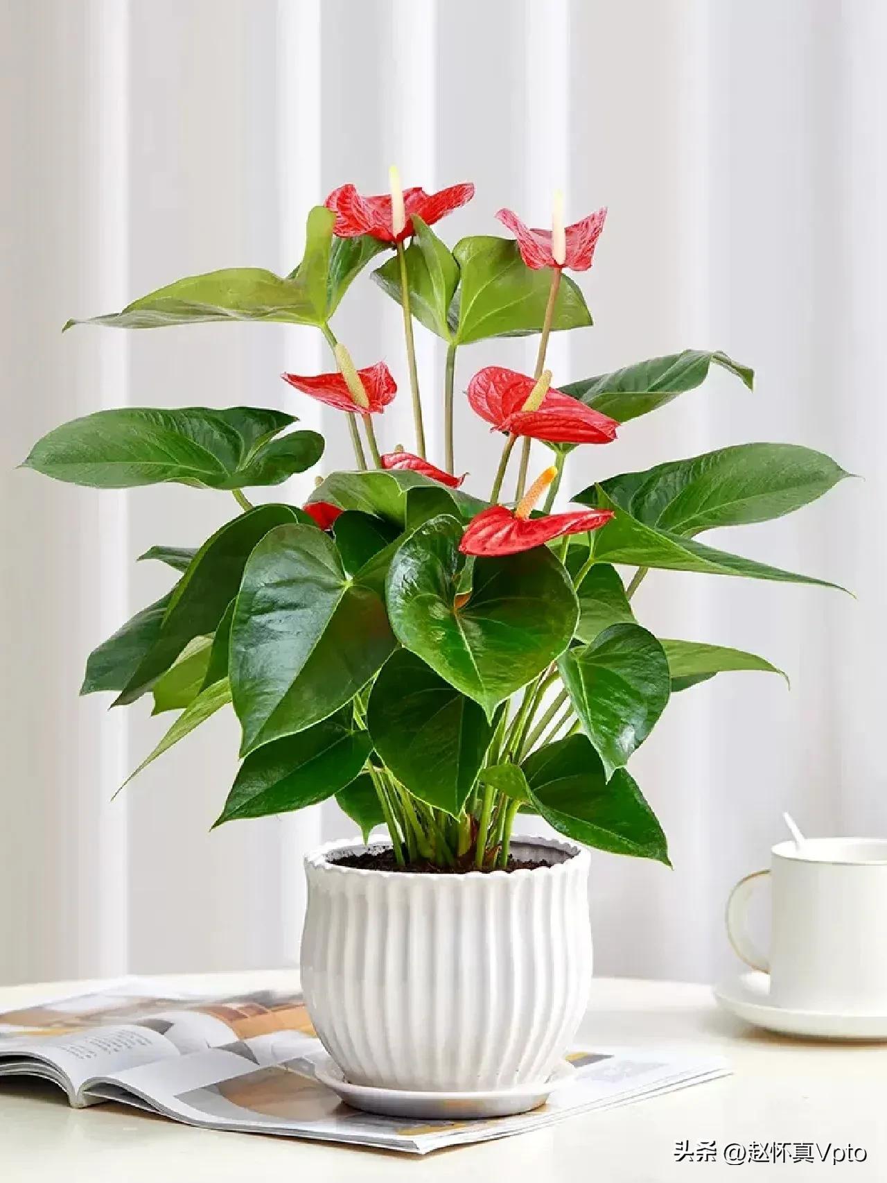 盆栽红掌花怎么养护,红掌花如何养护