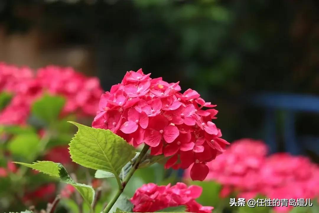 “正是红稀绿暗时，花如圆玉莹无疵”青岛嫚镜头下花花草草之绣球