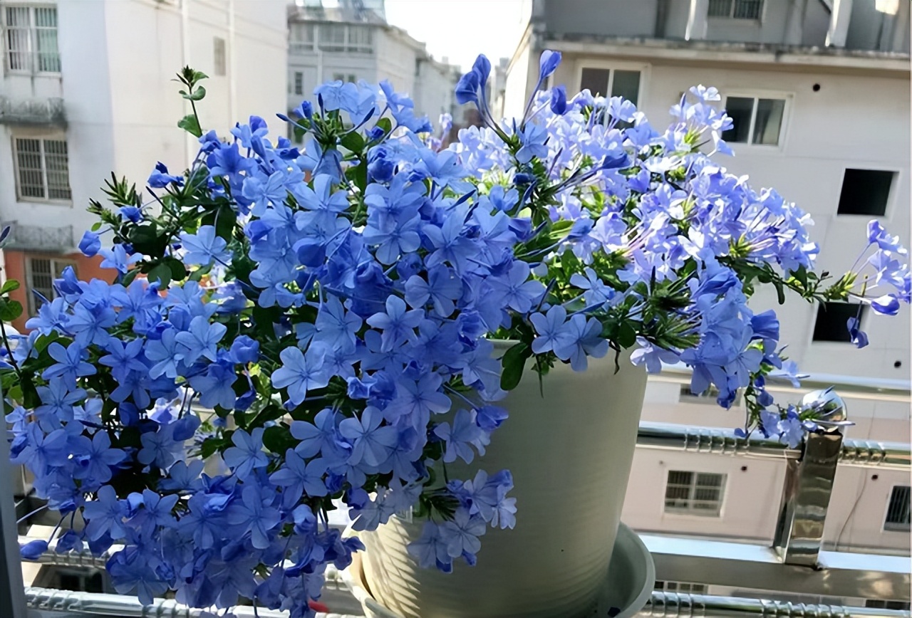 花多多是磷酸二氢钾吗,花多多2号是智商税吗