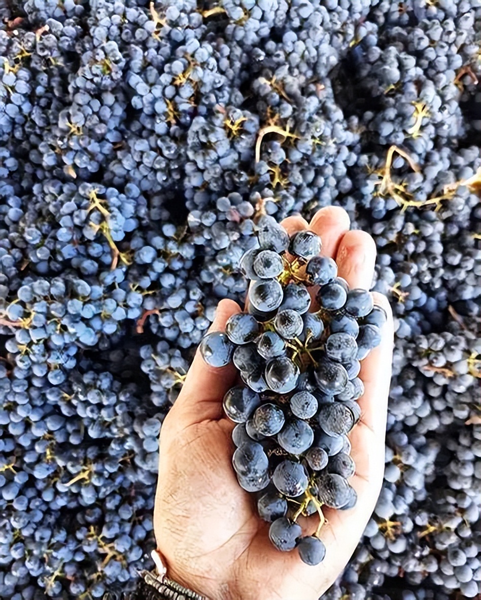 越来越受欢迎的小众品种——品丽珠