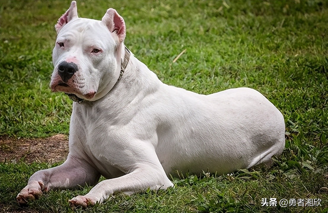 世界最好看的小型宠物狗,各种各样的宠物狗介绍大全