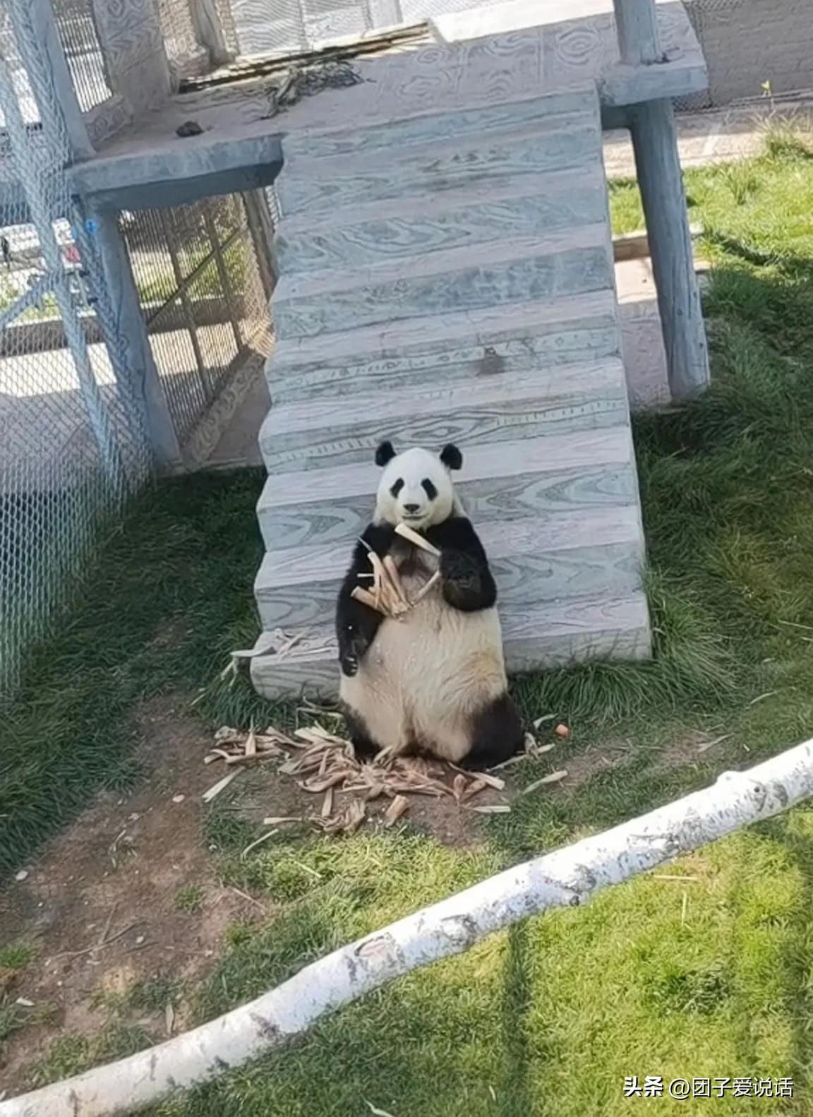 在汶川大地震救助的熊猫,经历汶川地震的熊猫