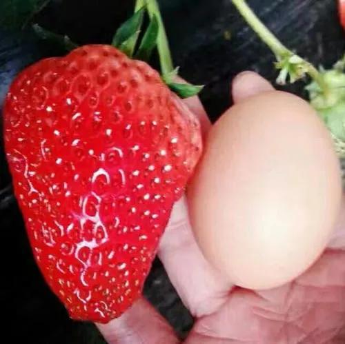 丹东九九草莓多少钱一斤,辽宁丹东东港市九九草莓