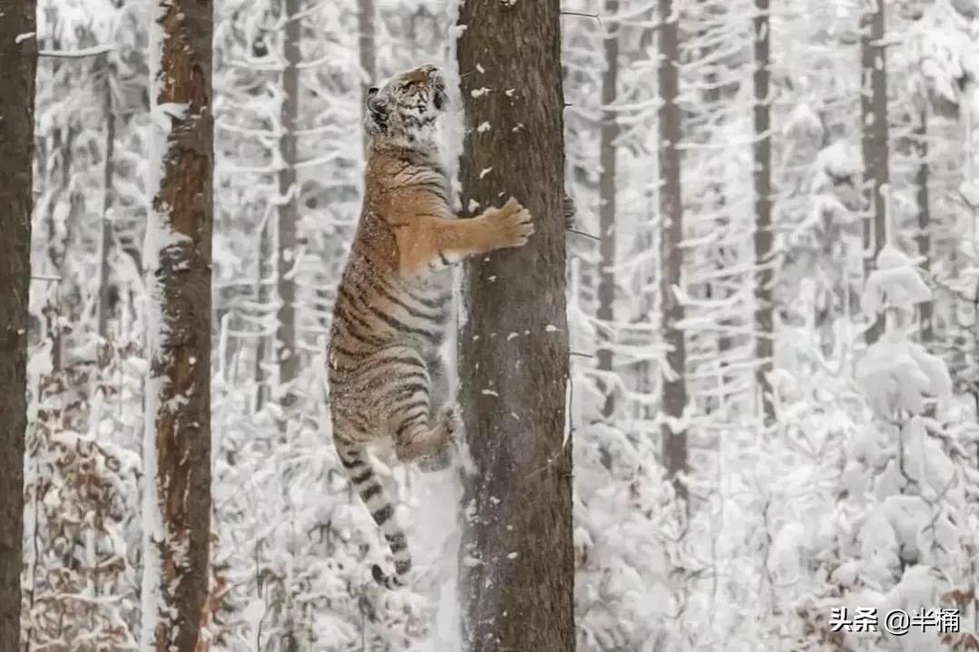 遇到老虎如何保命千万不要逃跑,在野外遇到老虎应该怎么自救
