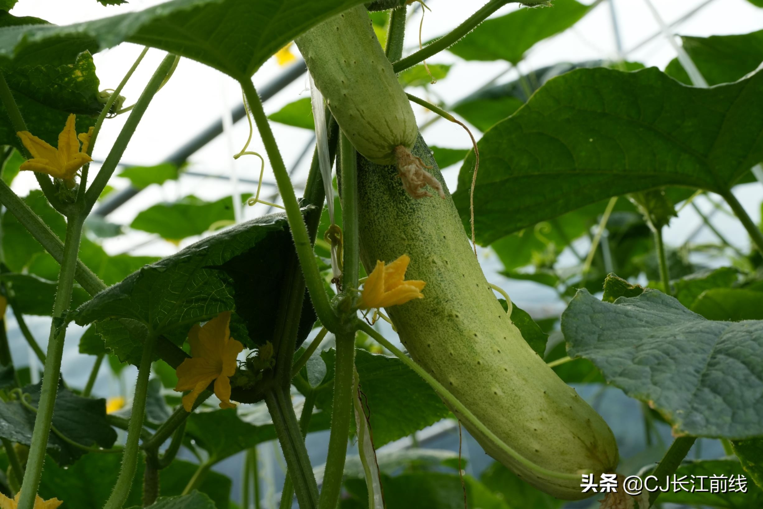 河南淮滨:乡政府旁的“樊家花园”(组图)