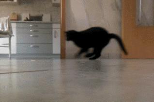 猫咪夜晚总是进进出出卧室，该怎么办？