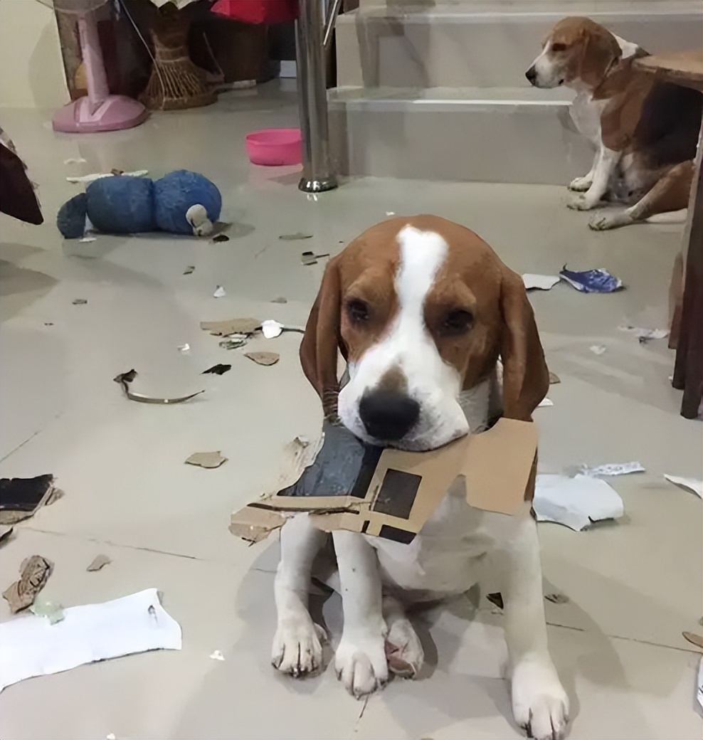 买狗千万别贪便宜,买狗一时爽养狗火葬场