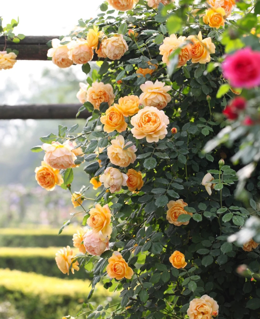 光照不足也能猛开花的藤本月季,抗病好养勤花的藤本月季品种
