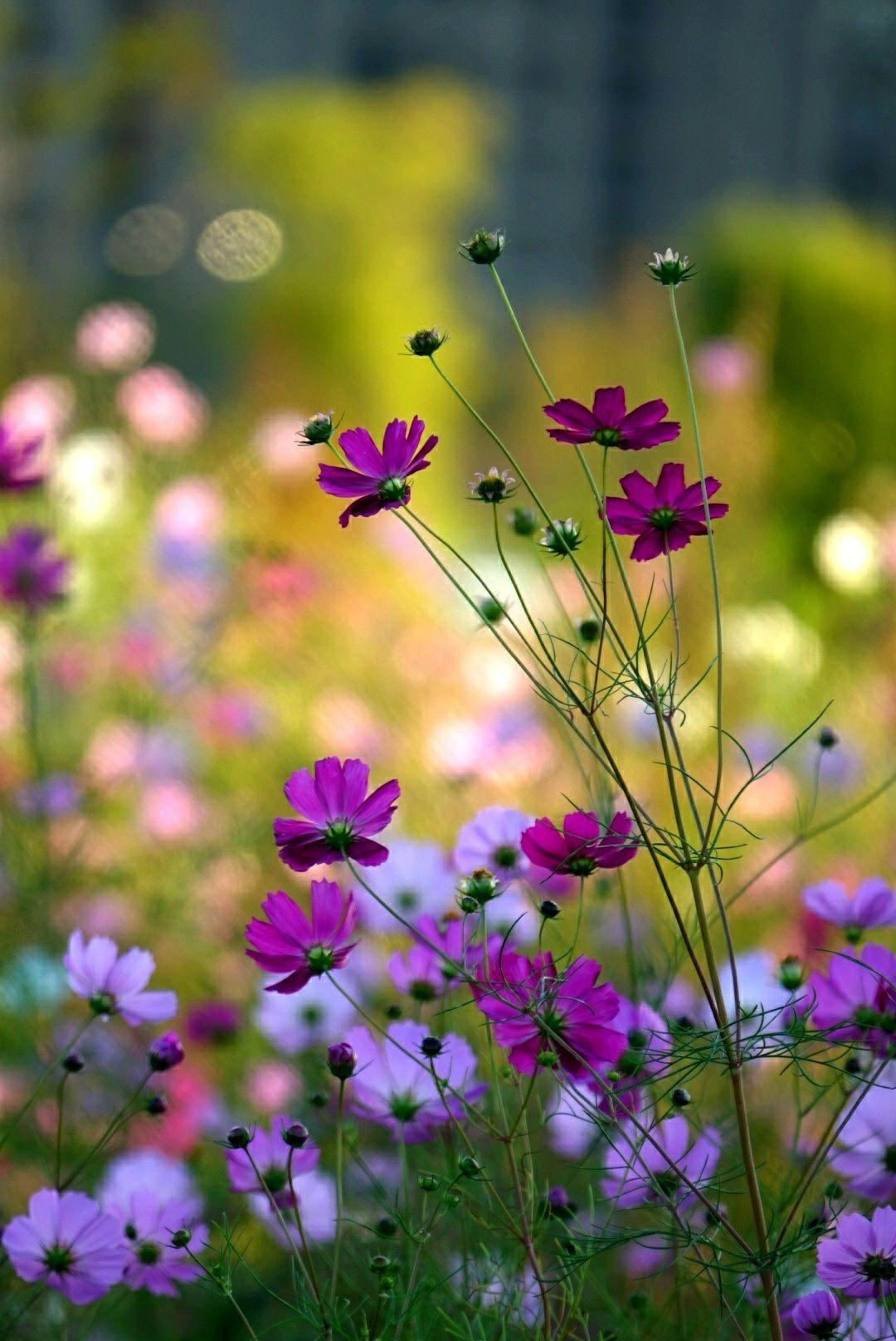 鐙嚜娓呮涓嶅康杩囧線,绻佸崕钀藉敖鍙効鏃跺厜闈欏ソ