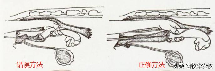 母牛人工授精技巧方法,母牛人工授精的方法