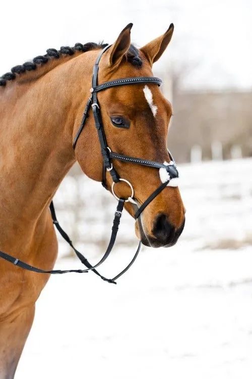 新手买马买什么马好,买马要办什么证件