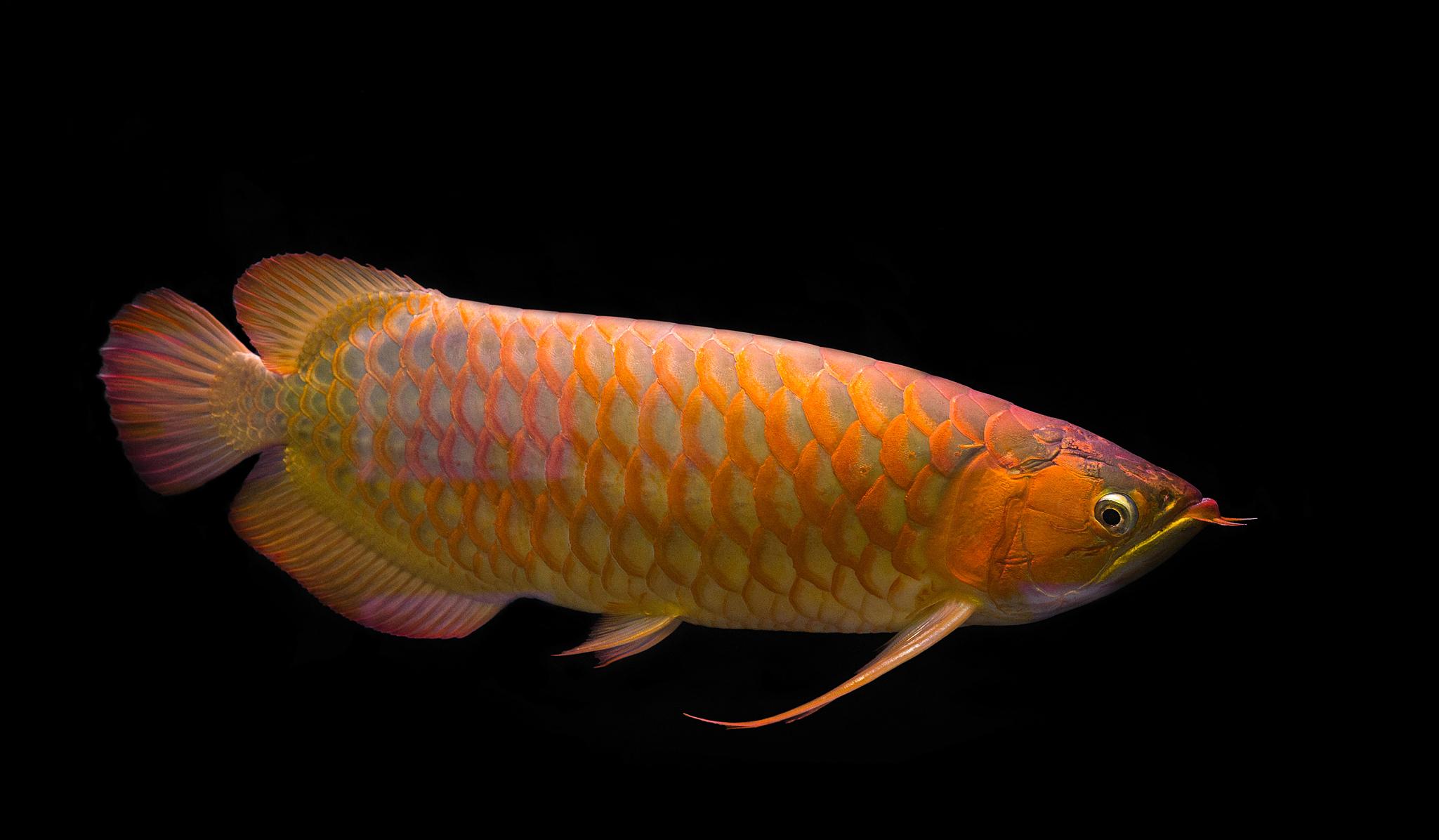 帝龙渔业|龙鱼混养：会打架吗？