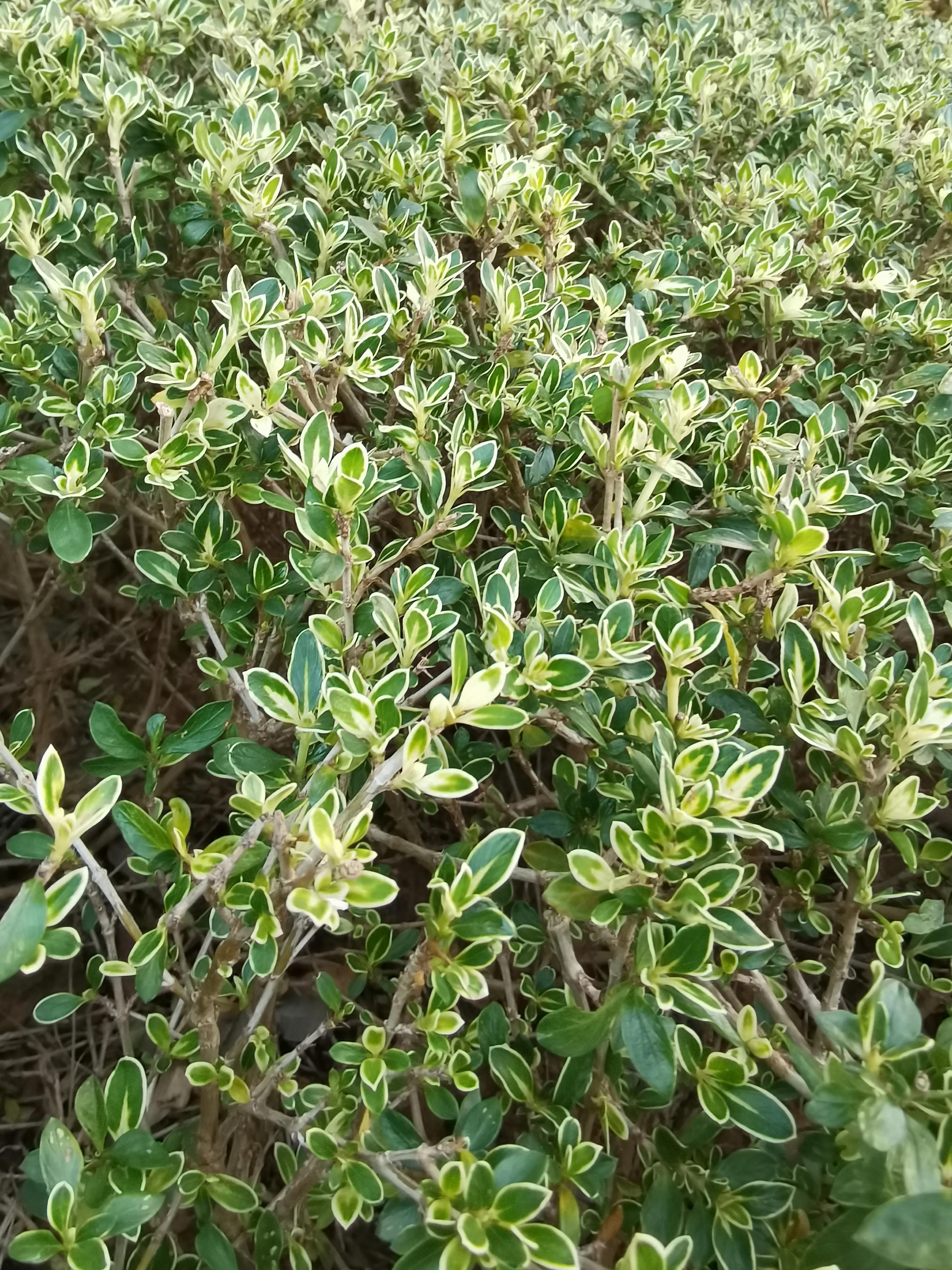 常见小区绿化100种植物图片,常见的小区绿化植物