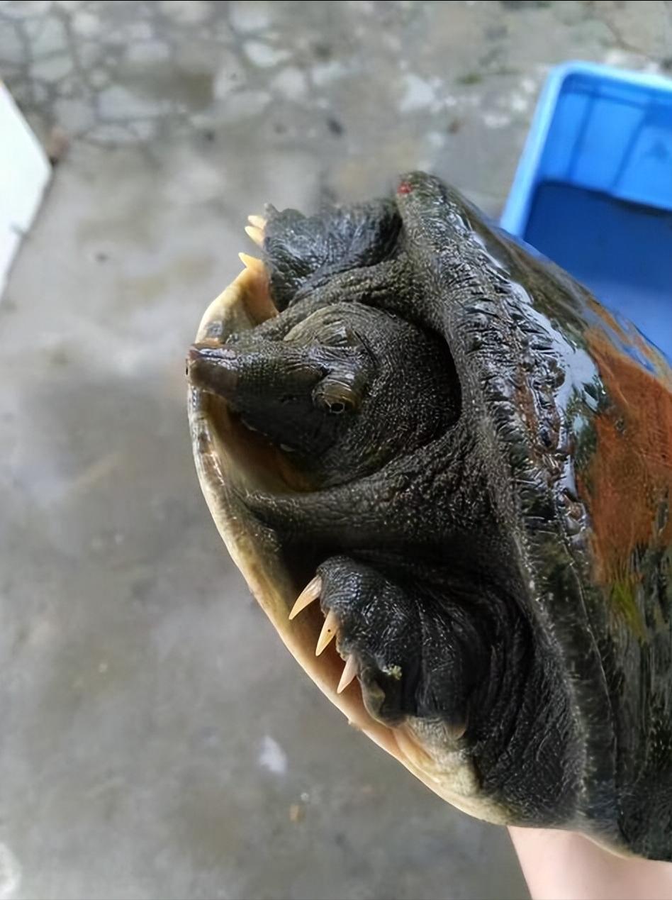 养殖哪个鳖种有前景,中华鳖养殖现状及未来发展