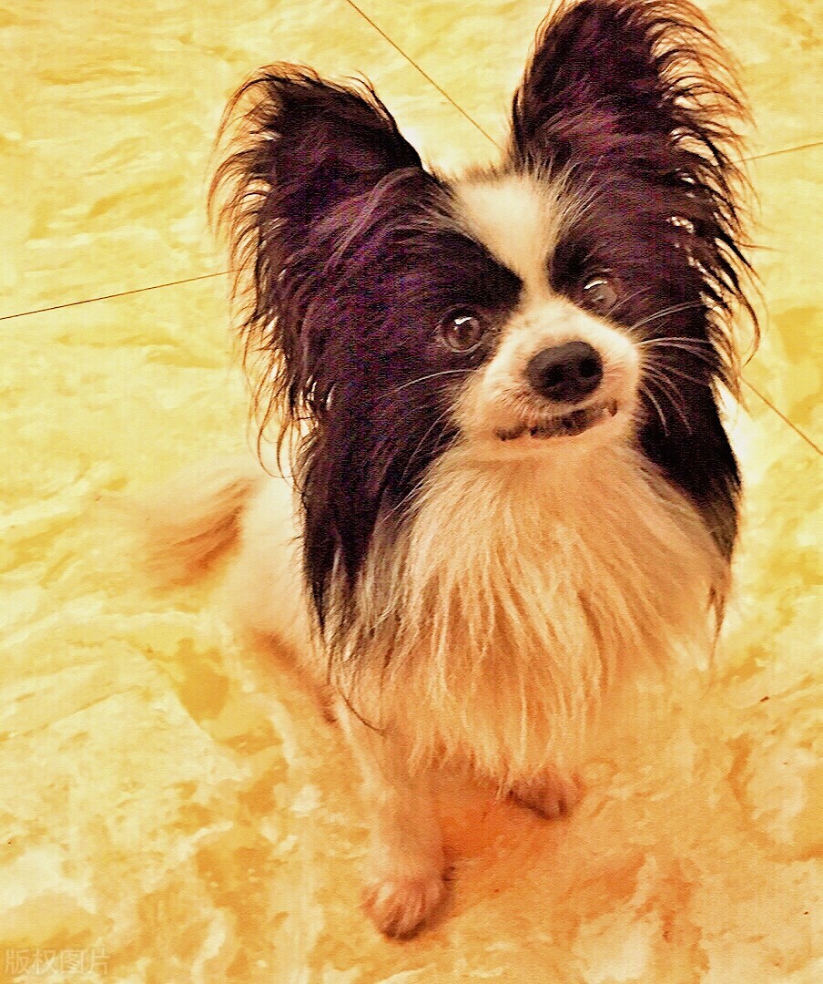 常见的宠物犬种品种有哪些,常见的宠物犬种类及图片大全