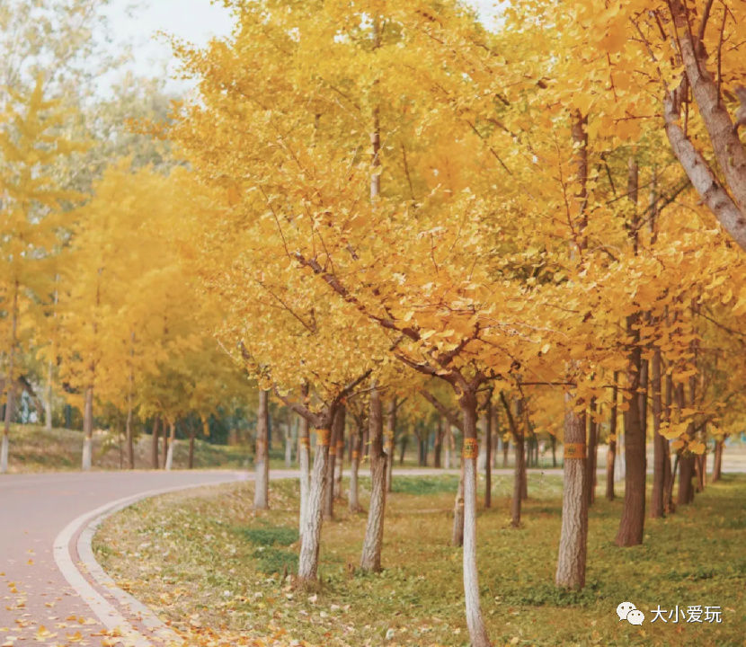 银杏最美的地方,金秋十月最美的银杏