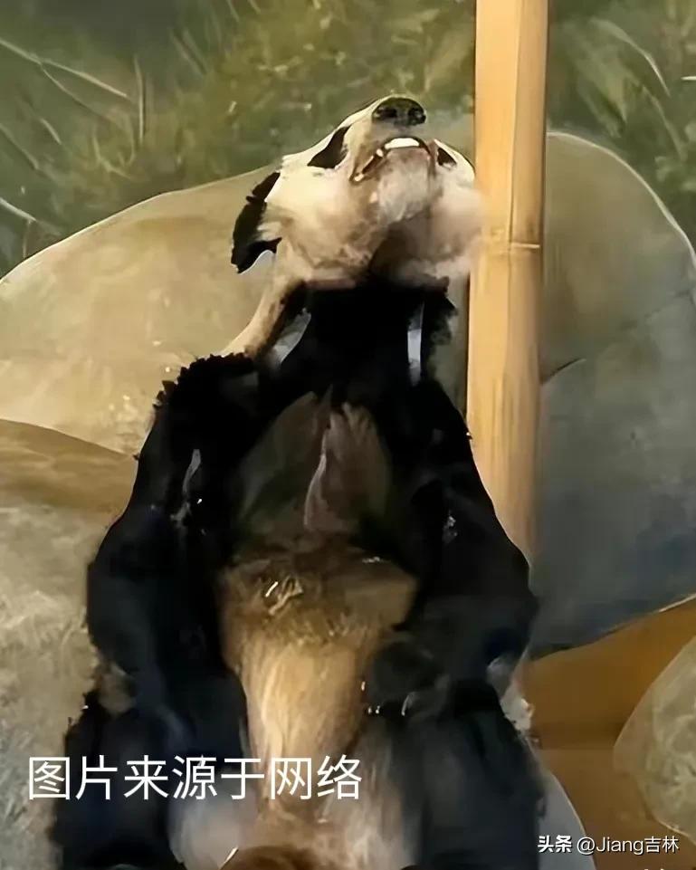 丫丫快点回家,丫丫快回来音乐