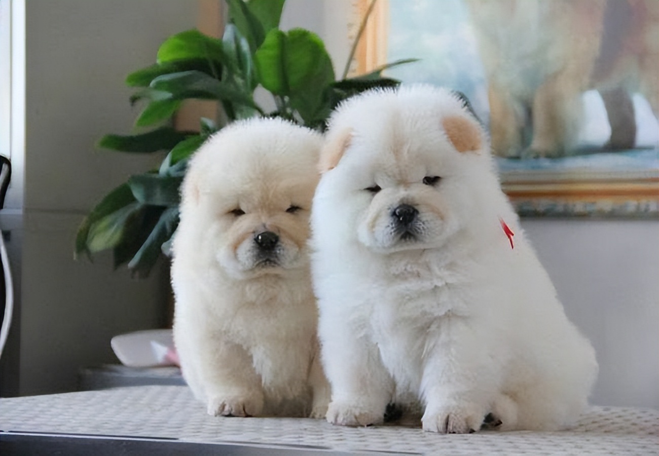 狗狗的最高年龄是多大,狗狗一年相当于人类多少年