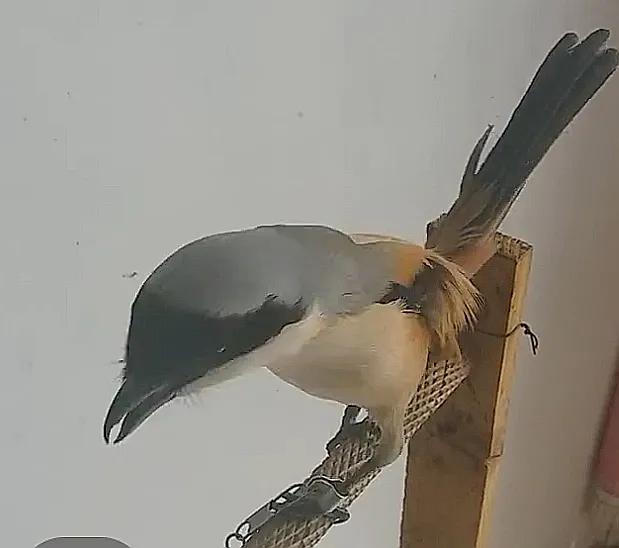 屠夫伯劳小说,伯劳屠夫鸟视频