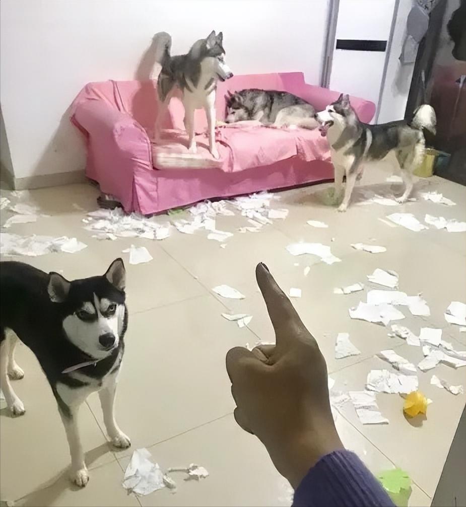 哈士奇是最晚被驯化的狗,哈士奇被误认为咬人的狗