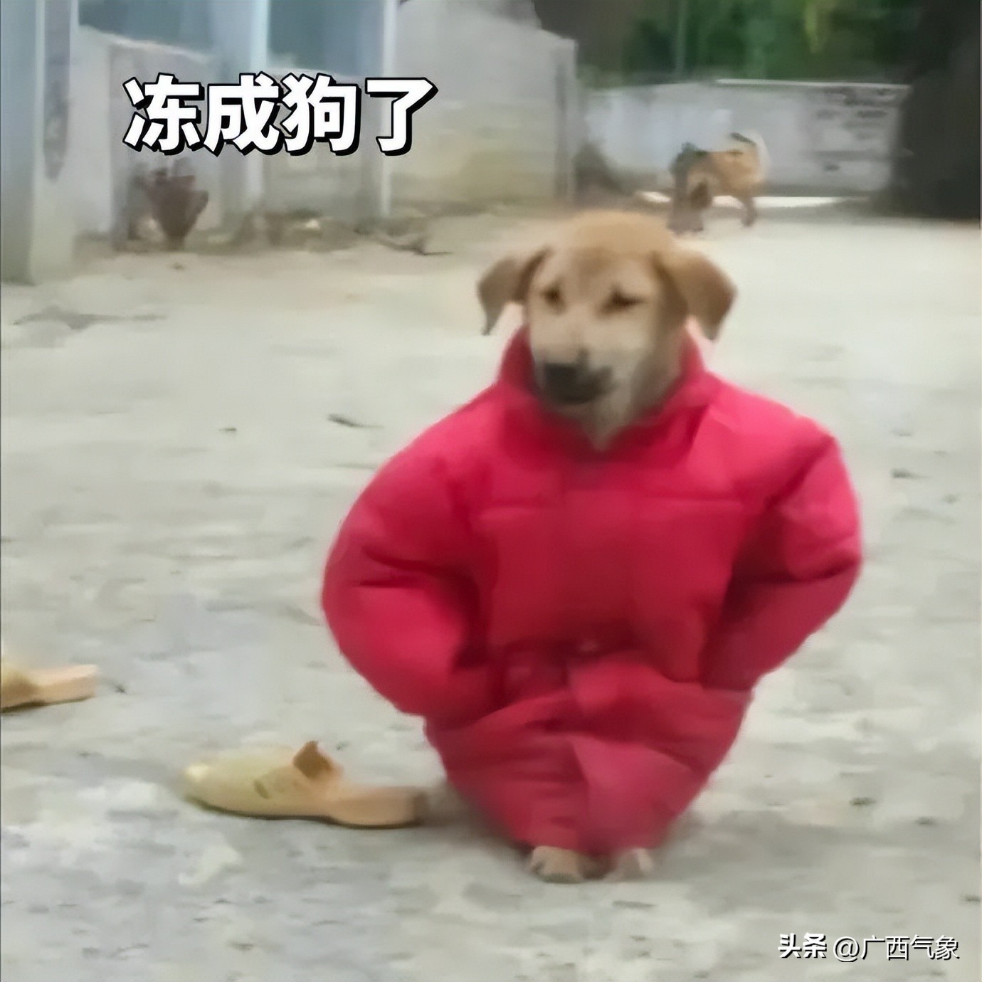 冷空气来袭桂北气温将降个位数,冷空气南下桂北转阴雨