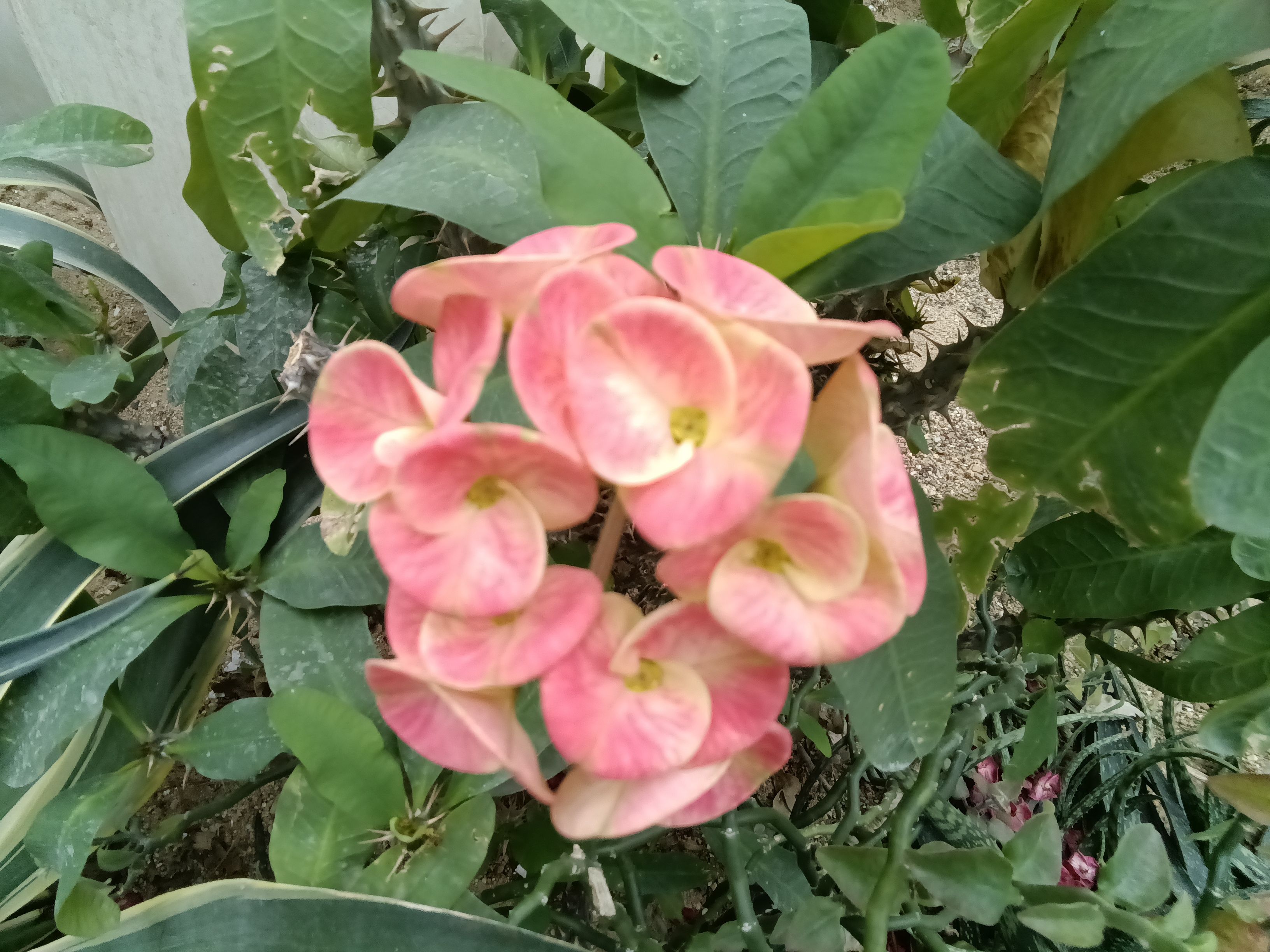 最新多亲qin3ultra测评,多亲qin3pro全面屏游戏测评