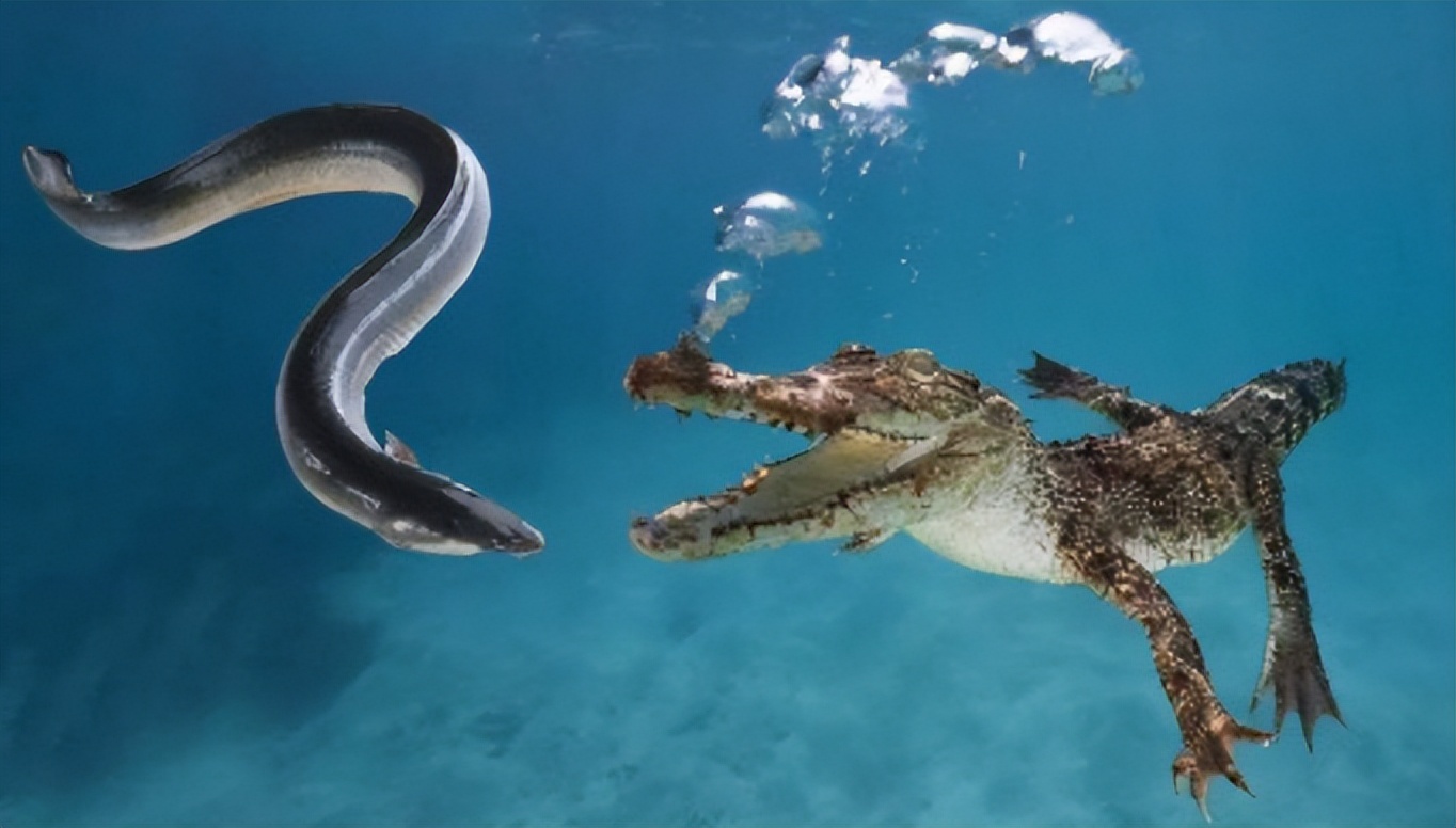 鳄鱼袭击电鳗打法视频,鳄鱼袭击鳗鱼
