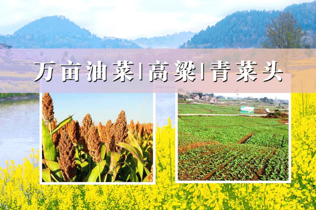 永川仙龙油菜花基地,仙龙油菜花节