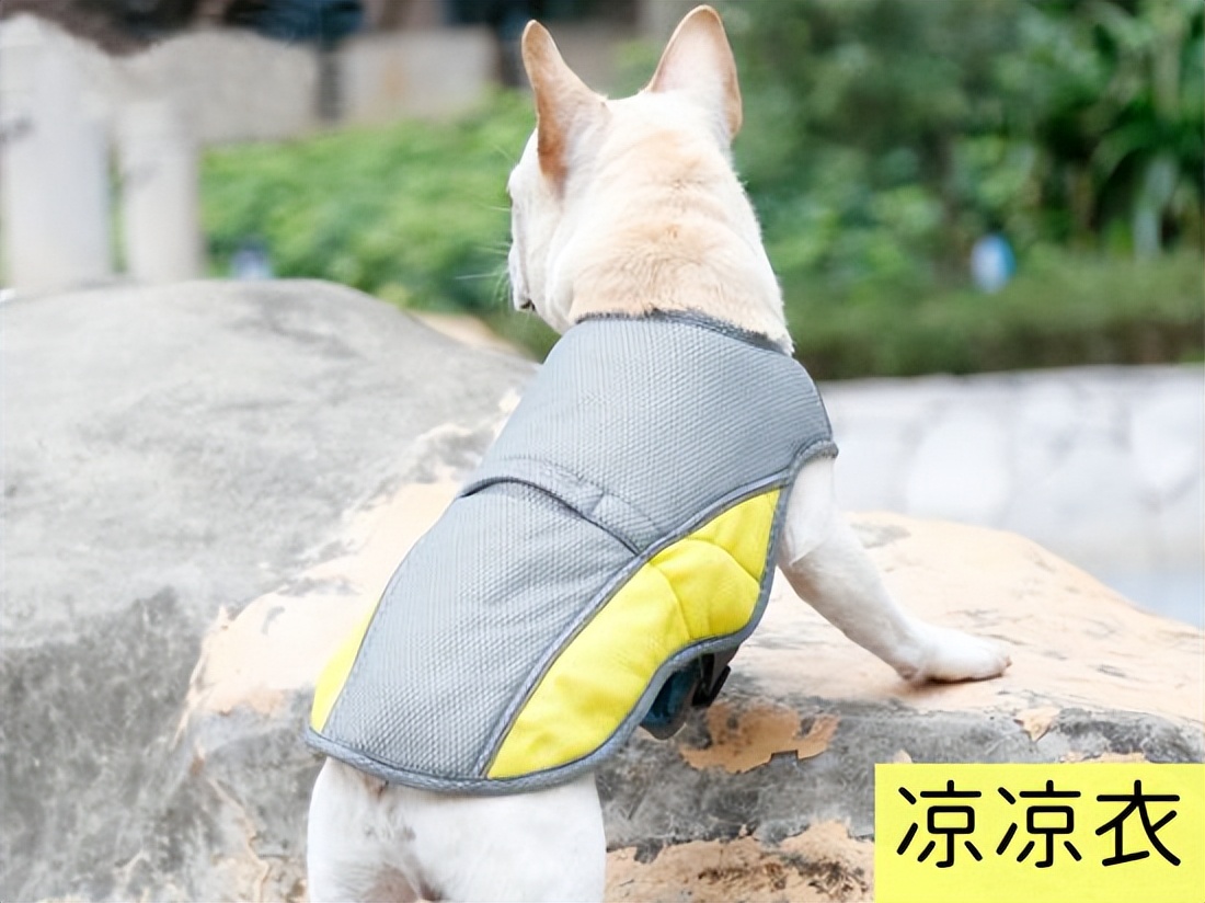 夏天天气很热猫和狗怎么养,为什么猫狗夏天不热