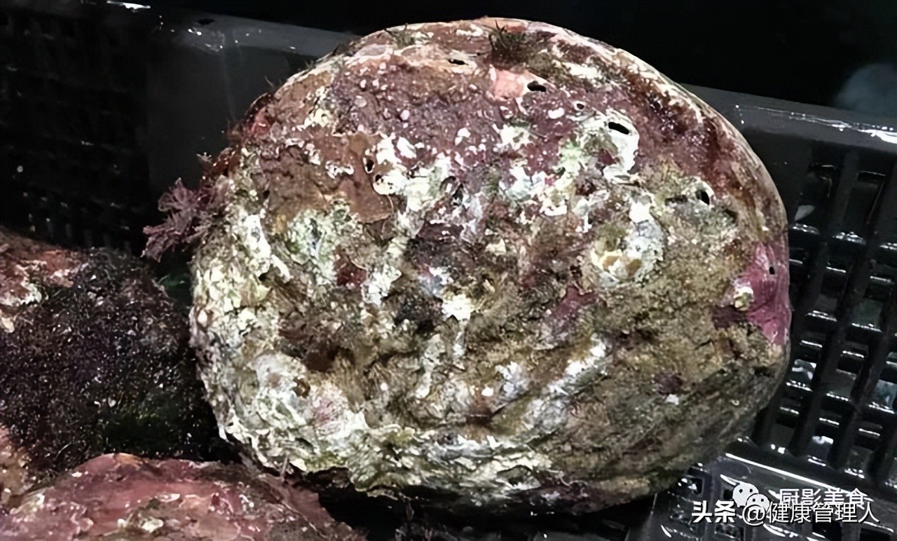 世界顶级海鲜食材,世界顶级的海鲜视频