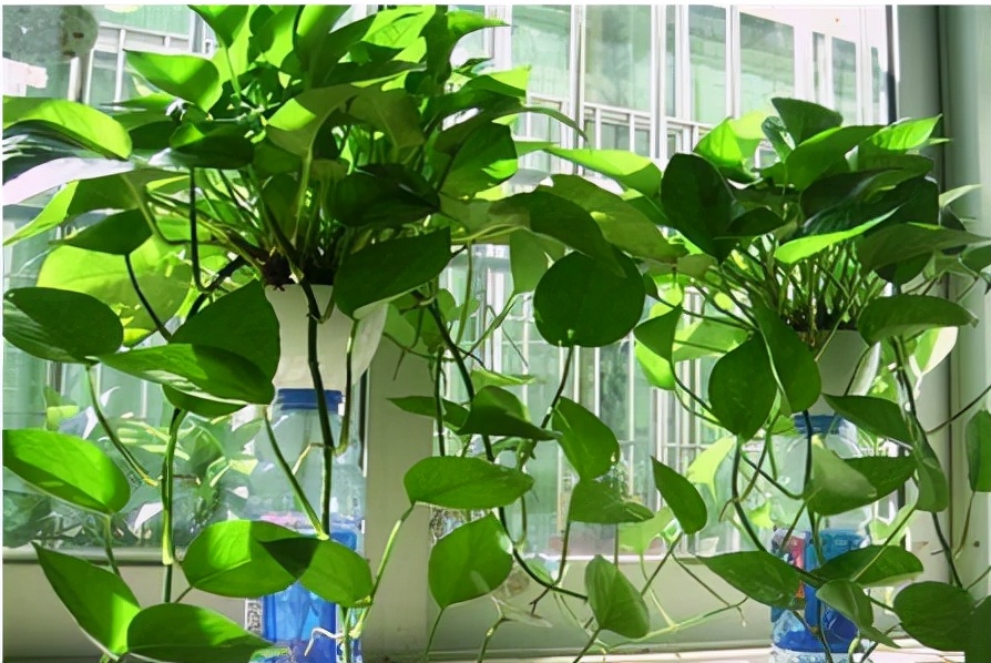 一个房间放几盆绿萝去甲醛,200平米房间放多少绿萝可以去甲醛