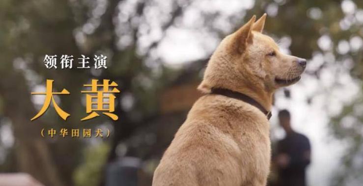 忠犬八公感人,忠犬八公最后30分钟感人片段