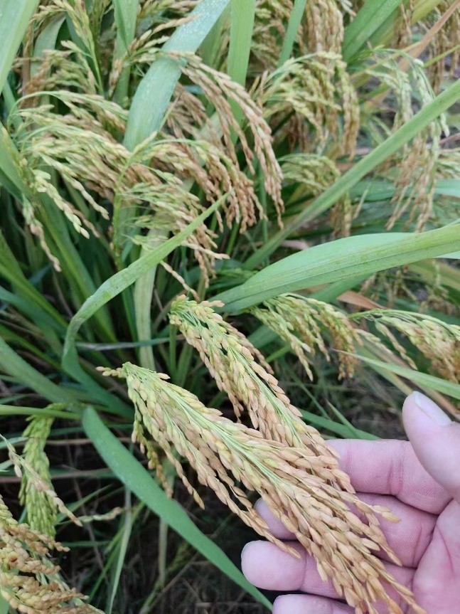 金色农华籼梗交新标杆、新升级——浙杭优220