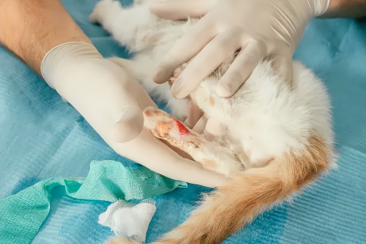 猫和猫打架受伤了怎么办,猫打架被咬伤了怎么办