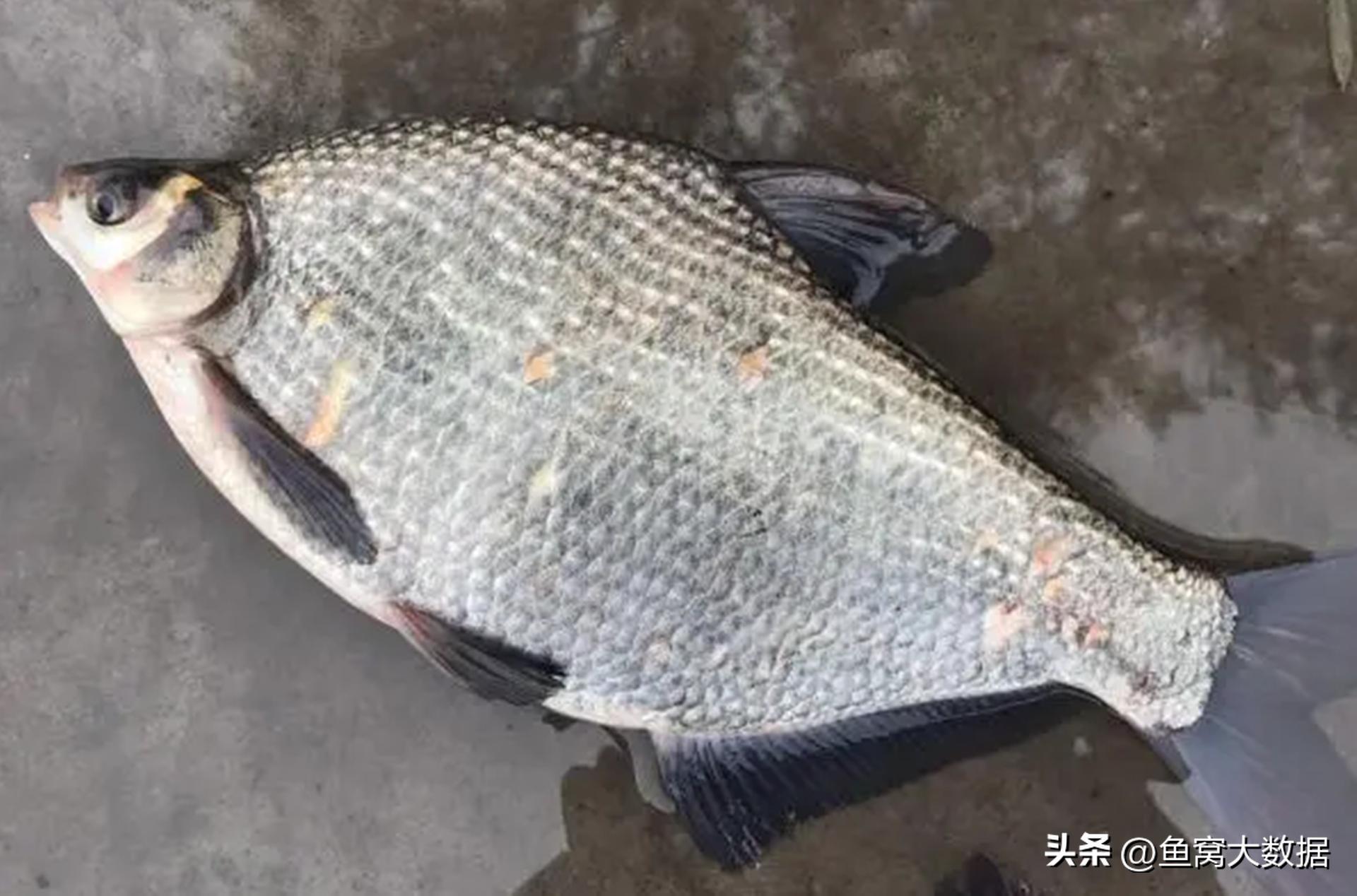 武昌鱼清蒸做法家常菜,武昌鱼是怎么出名的