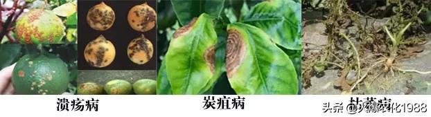 如何杀真菌细菌病毒,万能广谱杀菌剂所有病害一网打尽