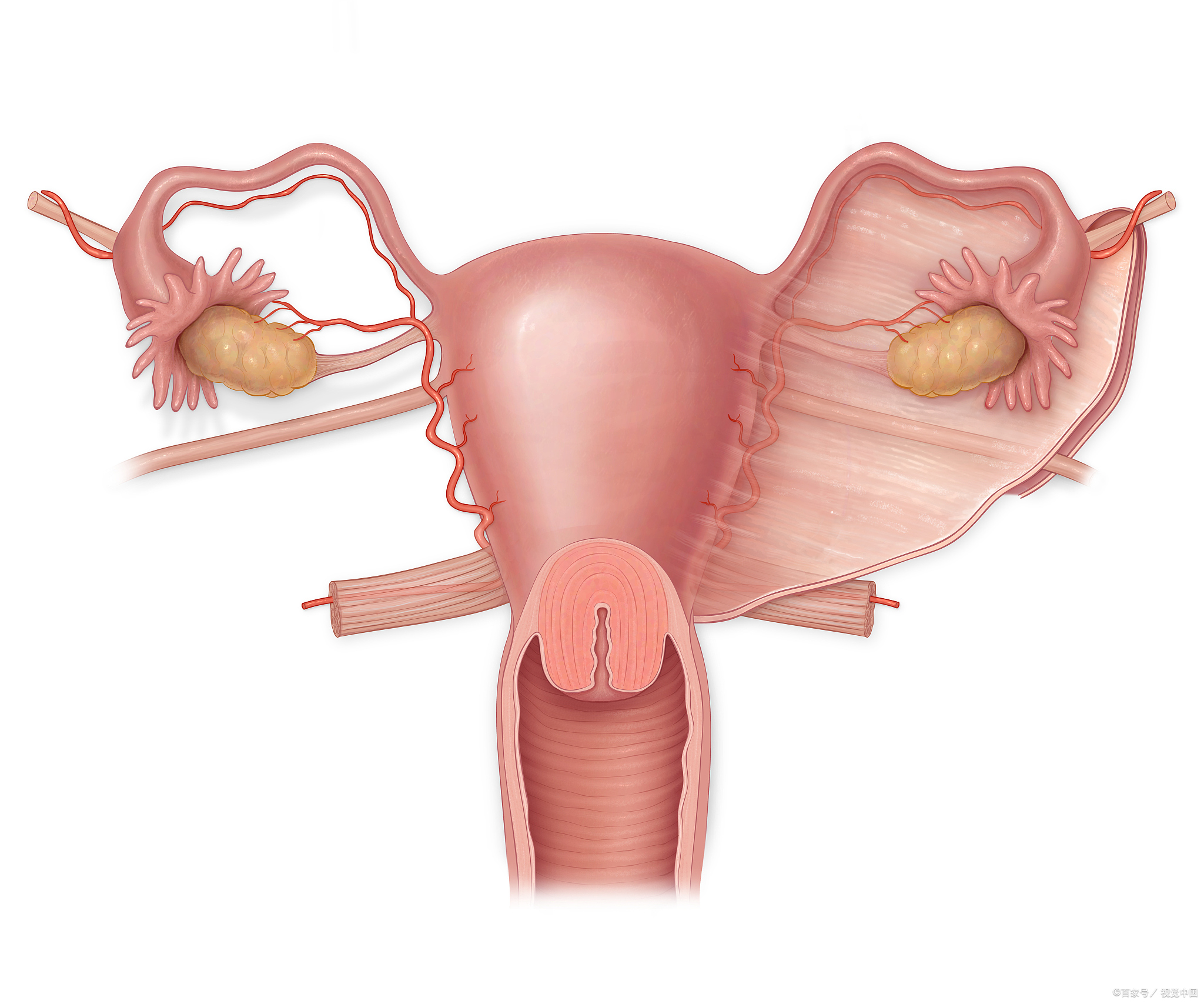 医生，为什么我有排卵了却不怀孕呢？