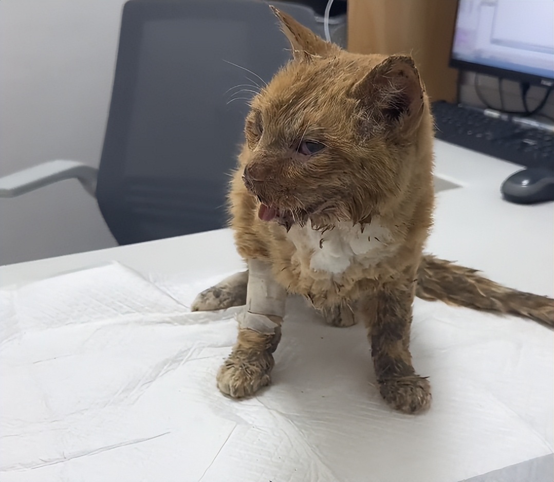 流浪猫眼睛受伤覆盖了一层蓝膜,流浪猫眼睛被糊