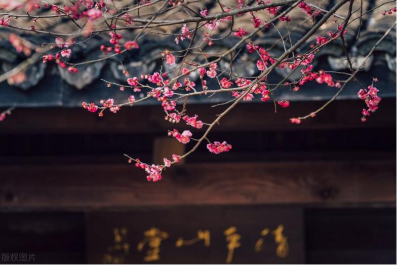 杭州西溪梅花,杭州西溪梅花船