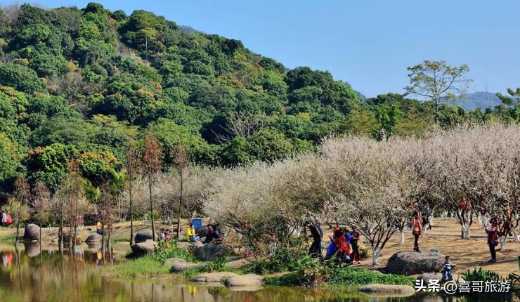 广州黄埔区有哪些游玩的地方,广州黄埔区自驾游练车攻略
