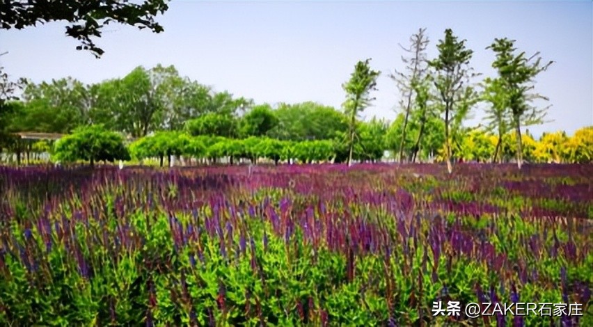 石家庄早新闻,早新闻完整内容