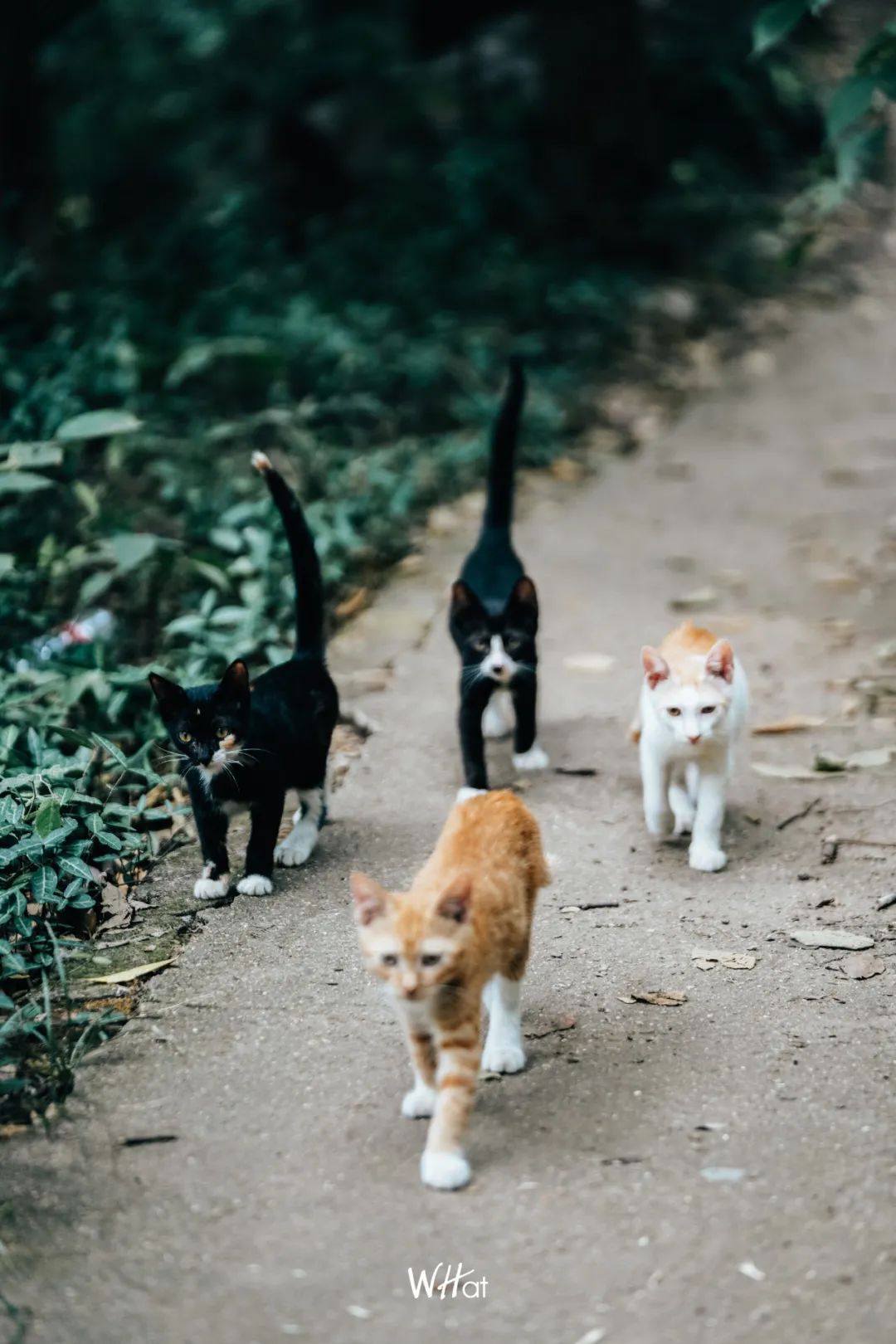 宝通寺后山流浪猫,猫可以治好人的精神内耗吗