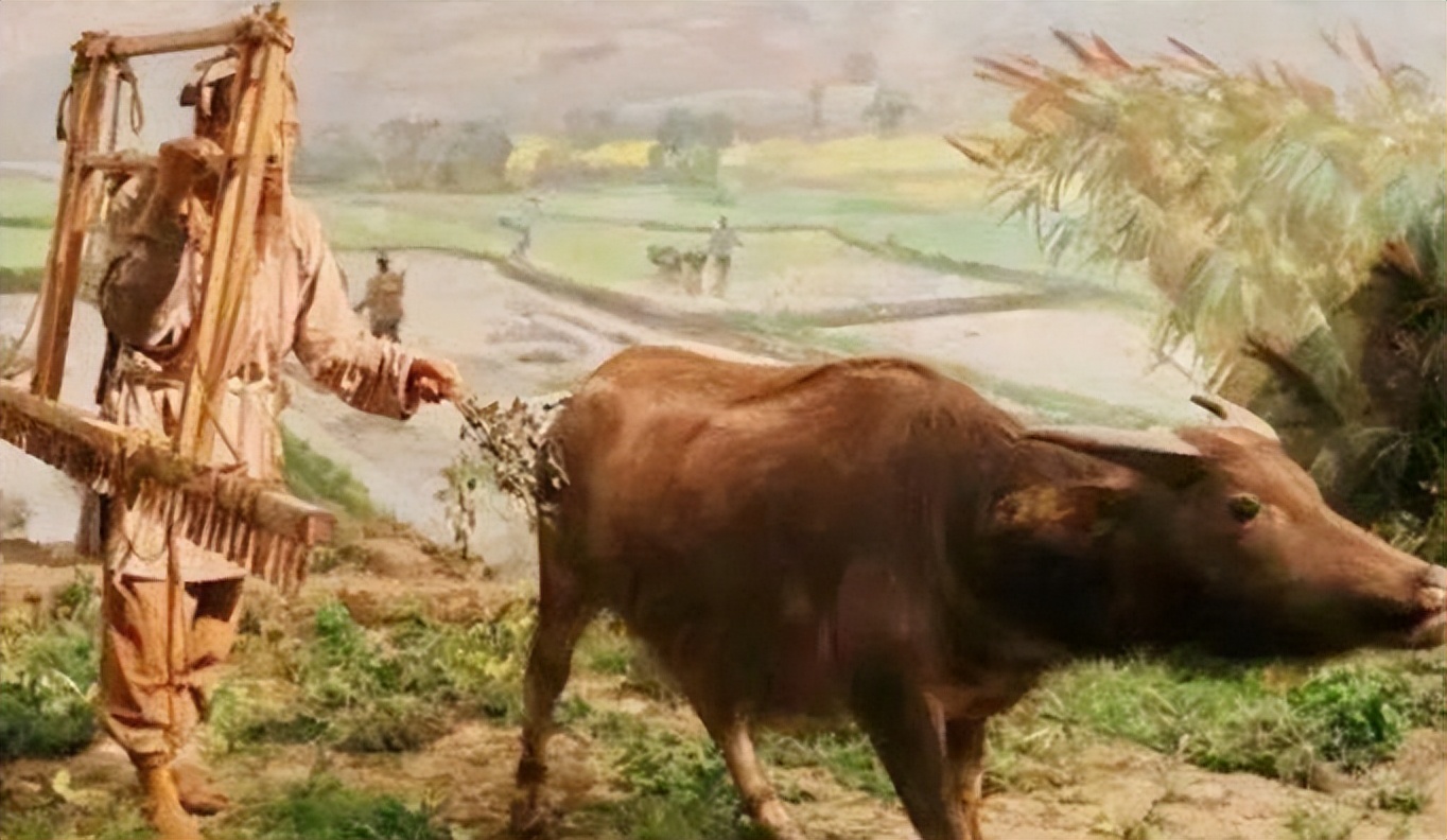 明明同样是牛，为啥古代中国人用来耕作，欧洲人却做成了牛扒？