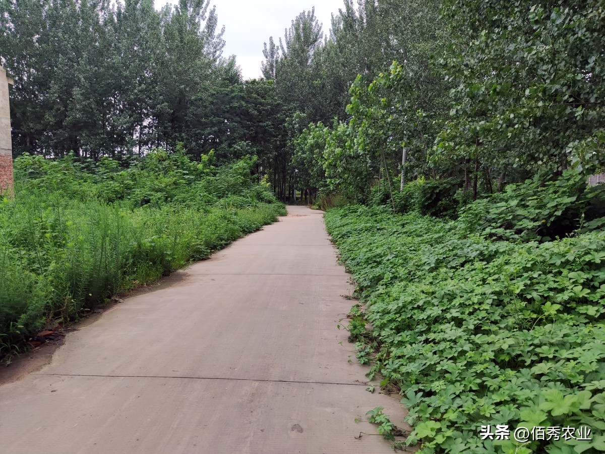 草甘膦除草剂价格走势图最新消息,草甘膦除草剂价格涨了吗