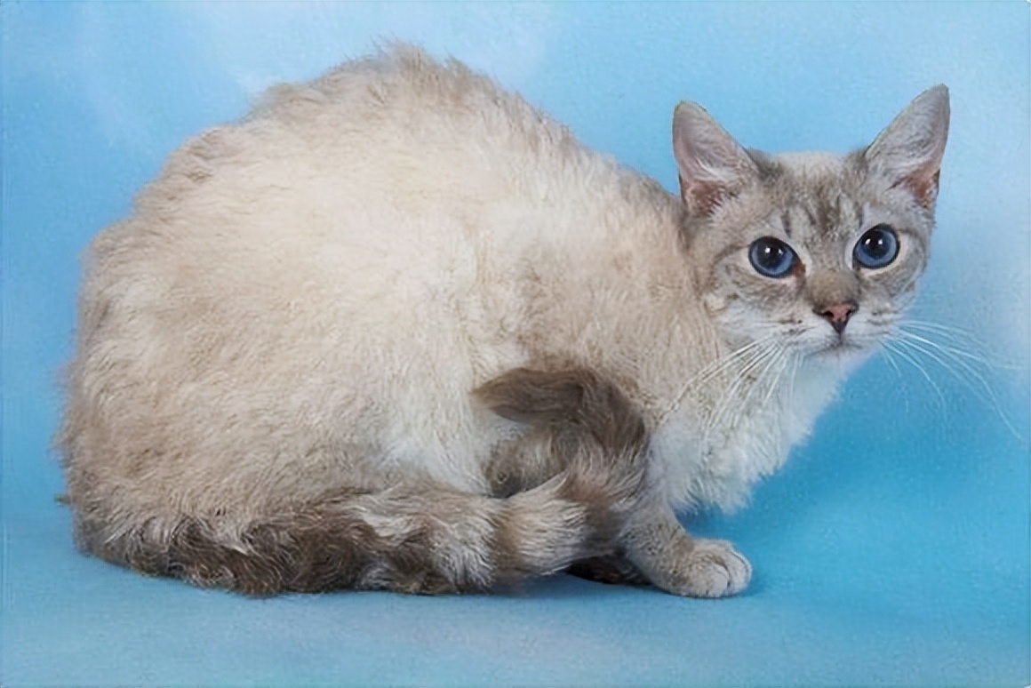 纯种猫咪有哪些颜色,纯种宠物猫有哪些品种