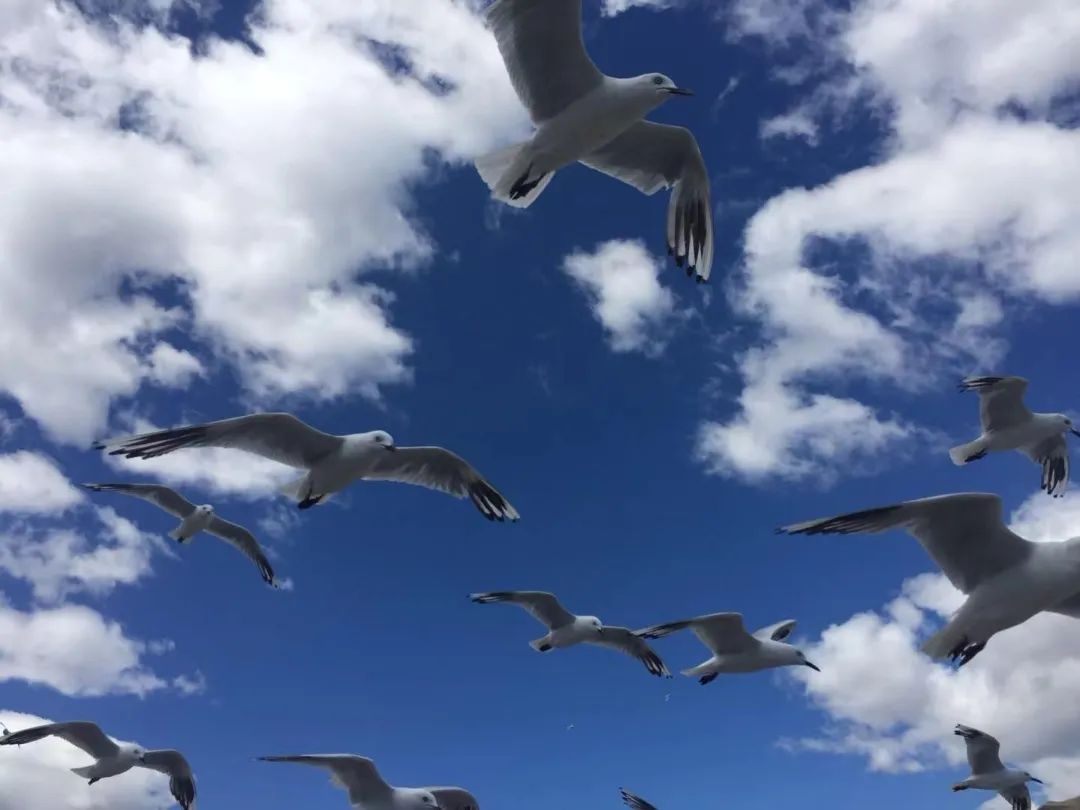 写给不被疫情束缚的心:用文字“云”游新西兰全境