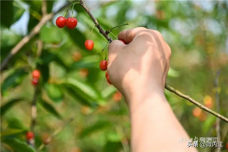 恩桃儿采摘园资中,恩桃儿采摘南充